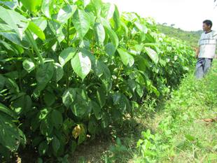 枫树苗的养护技巧