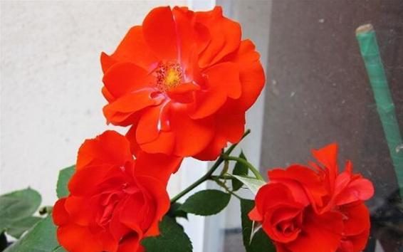 橘红火焰月季：那迷人的橘红色火焰