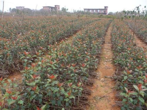 冬季果树苗移栽小秘诀， 让你的果苗长得geng好