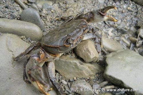 螃蟹以水生植物、小鱼、虾等为食，属于杂食性动物