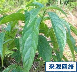 苯醚甲环唑防治效果揭秘