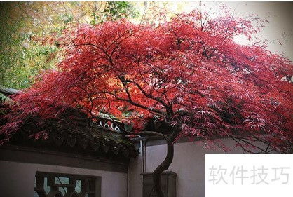 红枫种植方法步骤详细讲解，如何正确种植红枫树苗