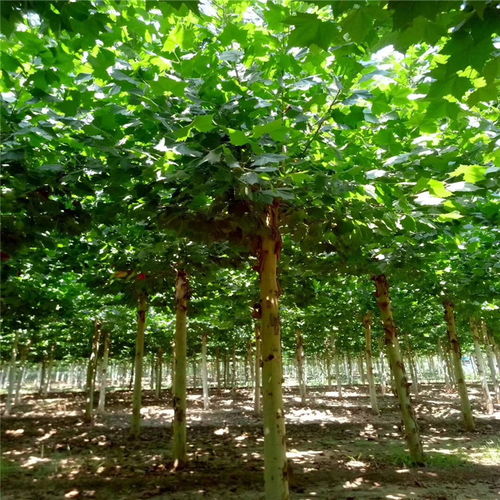 原生法桐VS速生法桐：一场惯与速度与耐寒性的较量