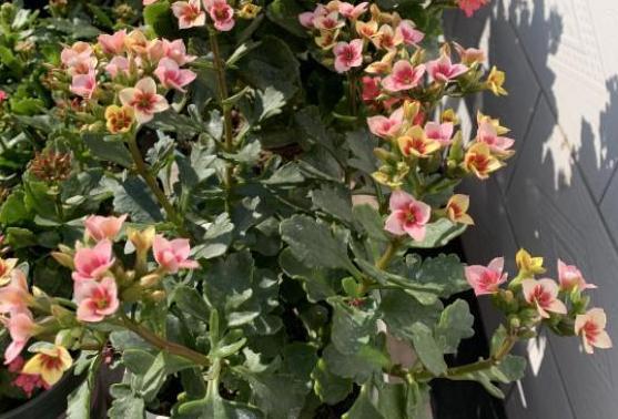 大山上种花的心得分享