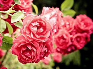 多彩的冰雪皇后——《冰雪皇后》蔷薇