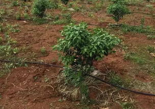 定期给草坪松土