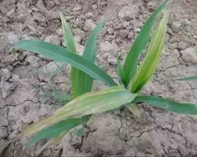 早、 晚或阴雨天Zui佳施药时间