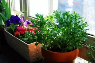 化学农药：万不得以的选择