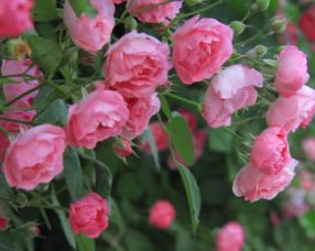 大花月季品种多样， 价格各不相同