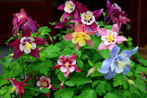 东北室外耐寒花卉