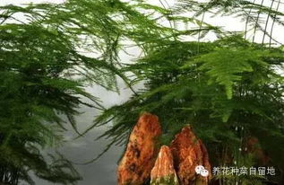 文竹的耐寒特性