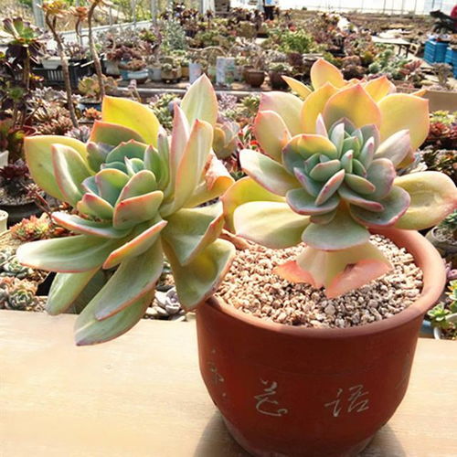 多肉种植失败，是土壤问题还是养护不当