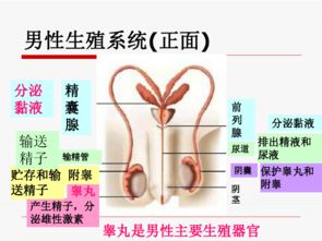 生殖激素：调控动物繁殖