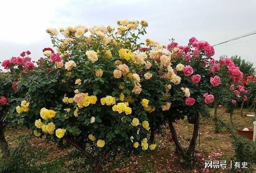 应用场景要考虑， 生长条件也要注意