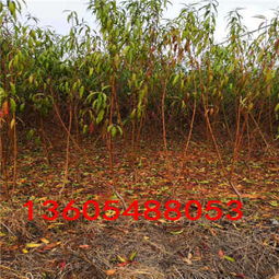 福建白岩山茶油基地：吉安市优质茶树苗购买指南