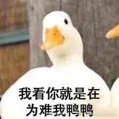 如何巧用方法防止鸭子啃食铜钱草？效果如何