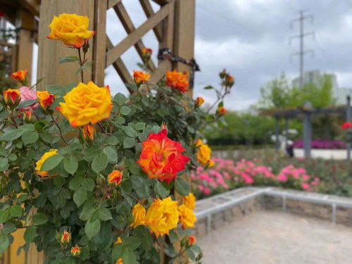 月季花开， 西安街头添色彩