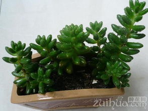 多肉植物的养护之道