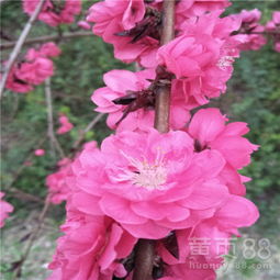 洛神花的饮用与注意事项