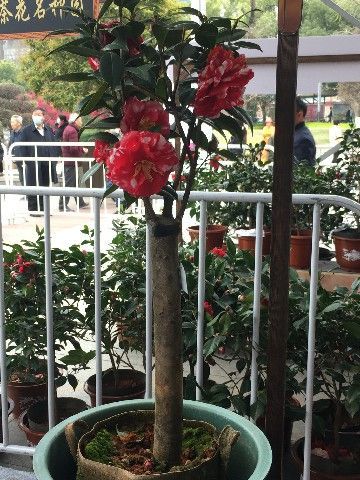 政府举办活动， 助力茶花产业发展