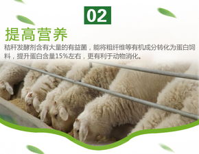 喂玉米秸秆饲料需要熟化吗？养殖户如何确保牲畜健康？