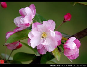 海棠花养护秘籍：打造繁花似锦的美景