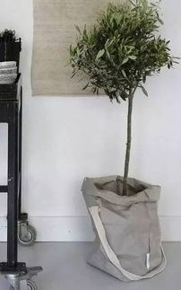 榕树用什么材质和款式的花盆搭配更美观