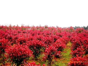 迎春花的价格探秘