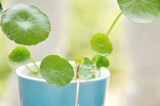 不同栽培方式对比， 半水半土胜出