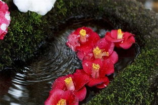 药用价值：山茶花的神奇功效
