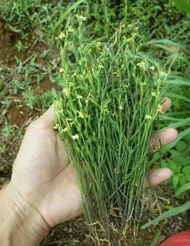 沉香：温润如玉，香气四溢