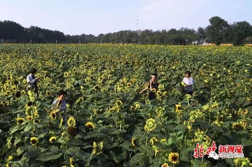 六月里哪种花最为代表性？