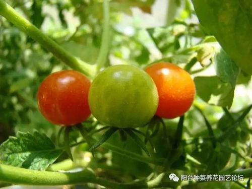 一、 圣女果花儿多，喷点啥Nenggeng好