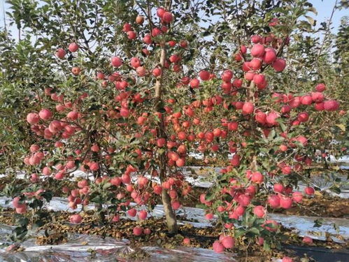 苹果树落叶， 愁煞果农心