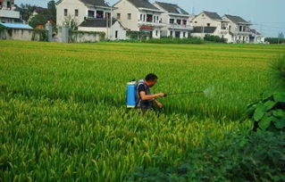 硼砂：除草又除虫， 一举两得