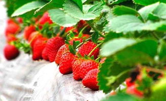 海藻肥防治草莓死枯病：效果如何？