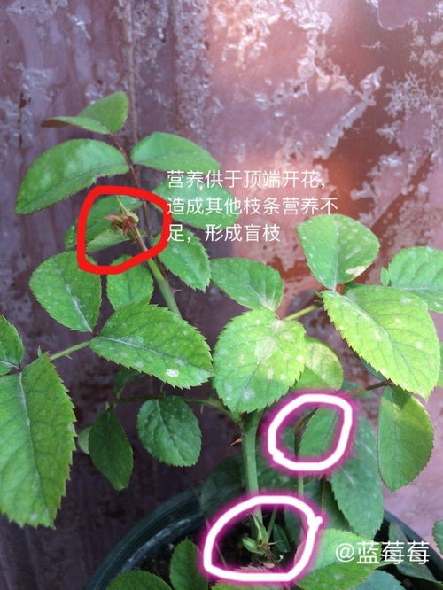 月季先长花苞后长芽，是植物生长周期中的正常现象