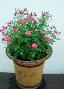 8月月季施肥大作战