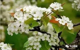 梨花花期一般在3-4月