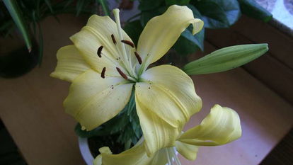 室内百合花养护， 美丽绽放的小技巧