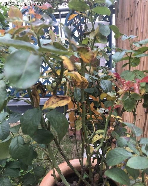 花期结束， 清理残花