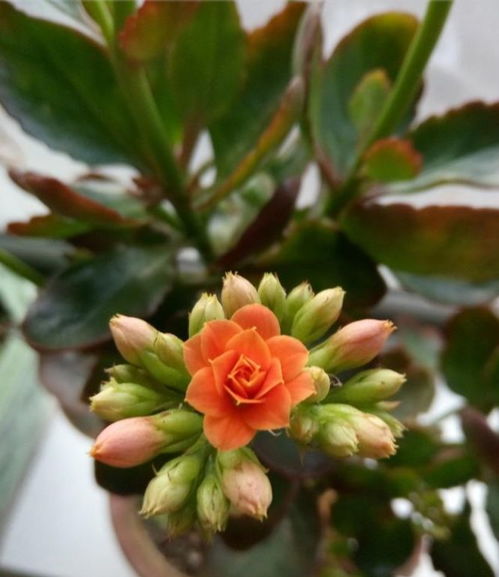 长寿花长了花苞，怎么浇水才能让它开花