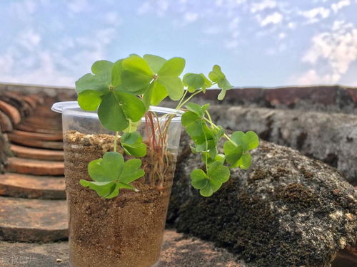 柳叶椒草修剪技巧：打造精致爆款盆栽，轻松养出美株！