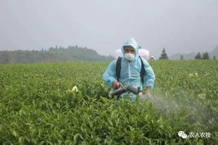 二、戊唑醇适宜作物有小麦、大麦、燕麦、黑麦、玉米、高粱、花生、香蕉、葡萄、茶、果树等。