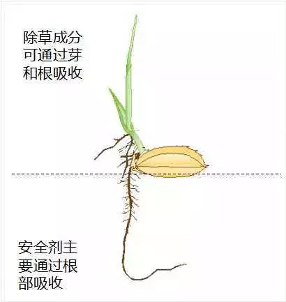 水稻封闭除草剂成分中常用的有哪些，具体有哪些作用和适用范围？