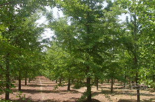 银杏树的价格， 几百到几千不等