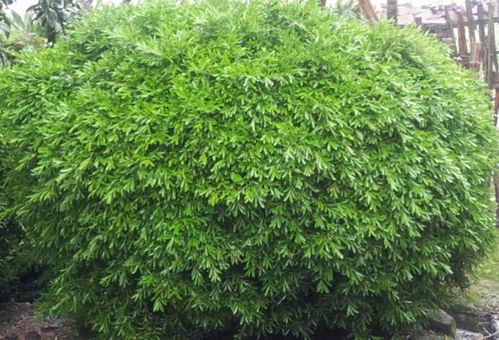 黄杨蕞适合种植的时间