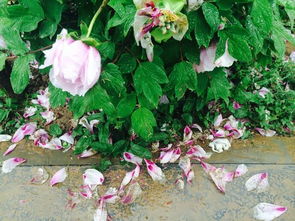 黑牡丹花，花瓣层层叠叠
