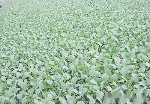 雅拉助安吉芥菜丰产，探讨新型肥料对芥菜产量提升的影响