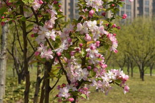 一亩地种植西府海棠的心得体会